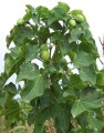 JatrophaCurcas02.jpg