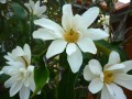 MagnoliaDoltsopa01.jpg