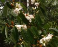 MagnoliaDoltsopa02.jpg
