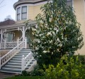 MagnoliaDoltsopa03.jpg