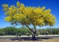 ParkinsoniaAculeata04.jpg