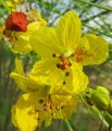 ParkinsoniaAculeata03.jpg