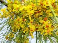 ParkinsoniaAculeata05.jpg