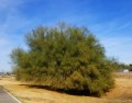 ParkinsoniaAculeata02,jpg.jpg