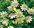 PassifloraEdulis02.jpg