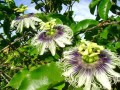 PassifloraEdulis01.jpg
