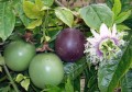 PassifloraEdulis03.jpg