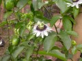 PassifloraEdulis04.jpg