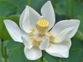 NelumboNuciferaWhite01.jpg