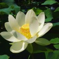 NelumboNuciferaWhite03.jpg