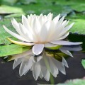 NelumboNuciferaWhite02.jpg