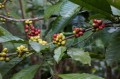 CoffeaBenghalensis01.jpg