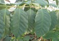 CoffeaBenghalensis02.jpg