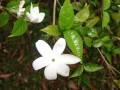CoffeaBenghalensis03.jpg