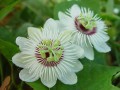 PassifloraFoetida01.jpg