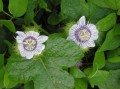 PassifloraFoetida02.jpg