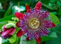 PassifloraQuadrangularis01.jpg
