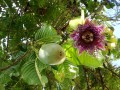 PassifloraQuadrangularis02.jpg