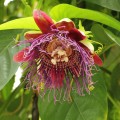 PassifloraQuadrangularis03.jpg