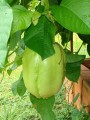 PassifloraQuadrangularis04.jpg