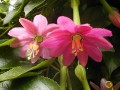 PassifloraTripartita03.jpg