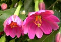PassifloraTripartita02.jpg