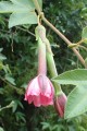 PassifloraTripartita01.jpg