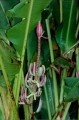 MusaGracilis01.jpg