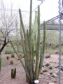 PachycereusHollianusRojo03.jpg