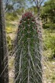 PachycereusHollianusRojo01.jpg
