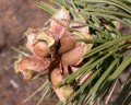 PinusEdulis03.jpg