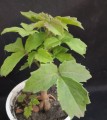 CyphostemmaWoodii01.jpg
