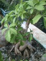 CyphostemmaWoodii02.jpg