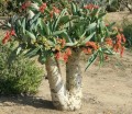 CyphostemmaWoodii04.jpg