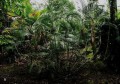 HydriasteleRheophytica02.jpg