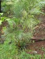 HydriasteleRheophytica01.jpg
