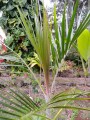 HydriasteleRheophytica03.jpg