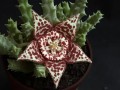 OrbeaVariegata01.jpg