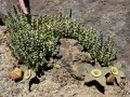 OrbeaVariegata04.jpg