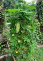 MomordicaCharantiaGreen02.jpg