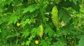 MomordicaCharantiaGreen03.jpg