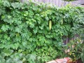 MomordicaCharantiaGreen04.jpg