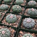 AstrophytumAsterias02.jpg