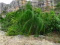 DypsisOnilahensis03.jpg