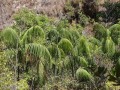 DypsisOnilahensis04.jpg