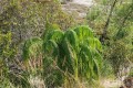 DypsisOnilahensis01.jpg