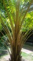 LivistonaBenthamiiGolden03.jpg