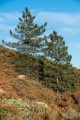 PinusCoulteri03.jpg