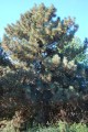 PinusCoulteri04.jpg