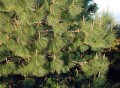 PinusCoulteri05.jpg